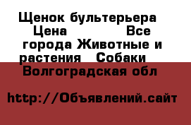 Щенок бультерьера › Цена ­ 35 000 - Все города Животные и растения » Собаки   . Волгоградская обл.